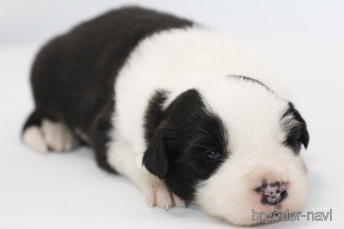 成約済の神奈川県のボーダーコリー-359955の7枚目